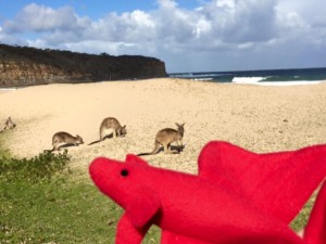 Traveling betta enjoying some sunshine with local kangaroos 