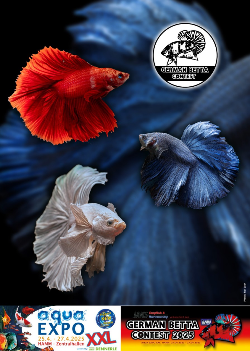 German Betta Contest 2025 – International Betta Congress